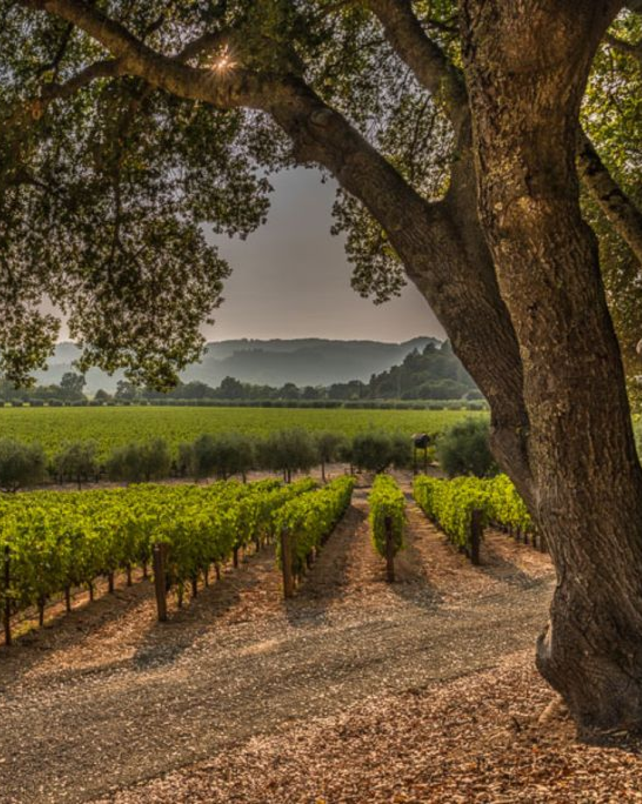 Beautiful Tree Overhanging Vineyards in Napa Valley's Wine Country